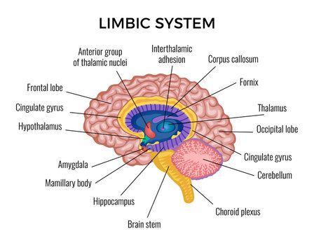 Limbic System: The Seat of Emotions and Memory