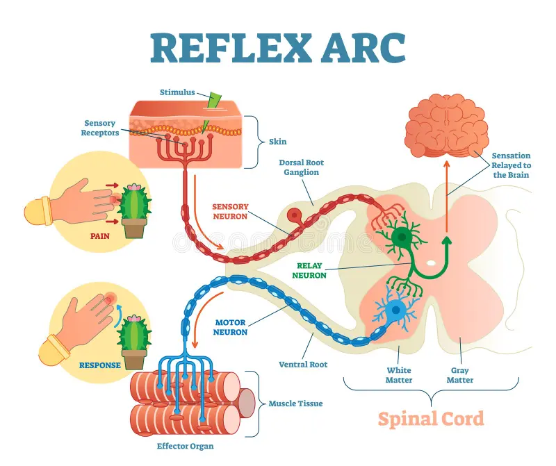 Reflex Arcs: Rapid Response System